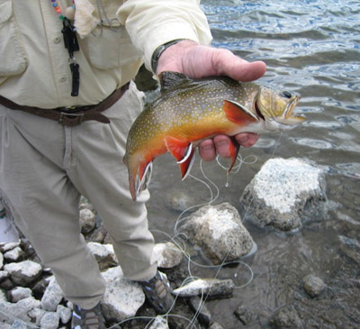 boulder mountain book trout