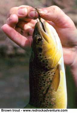 diamond fork brown trout