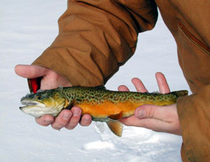 Huntington Reservoir tiger trout