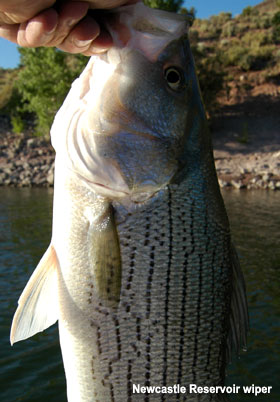 Utah Fishing Report on Utah Fishing Reports