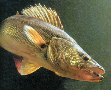 ice fishing walleye