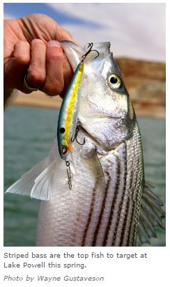 striped bass wayne