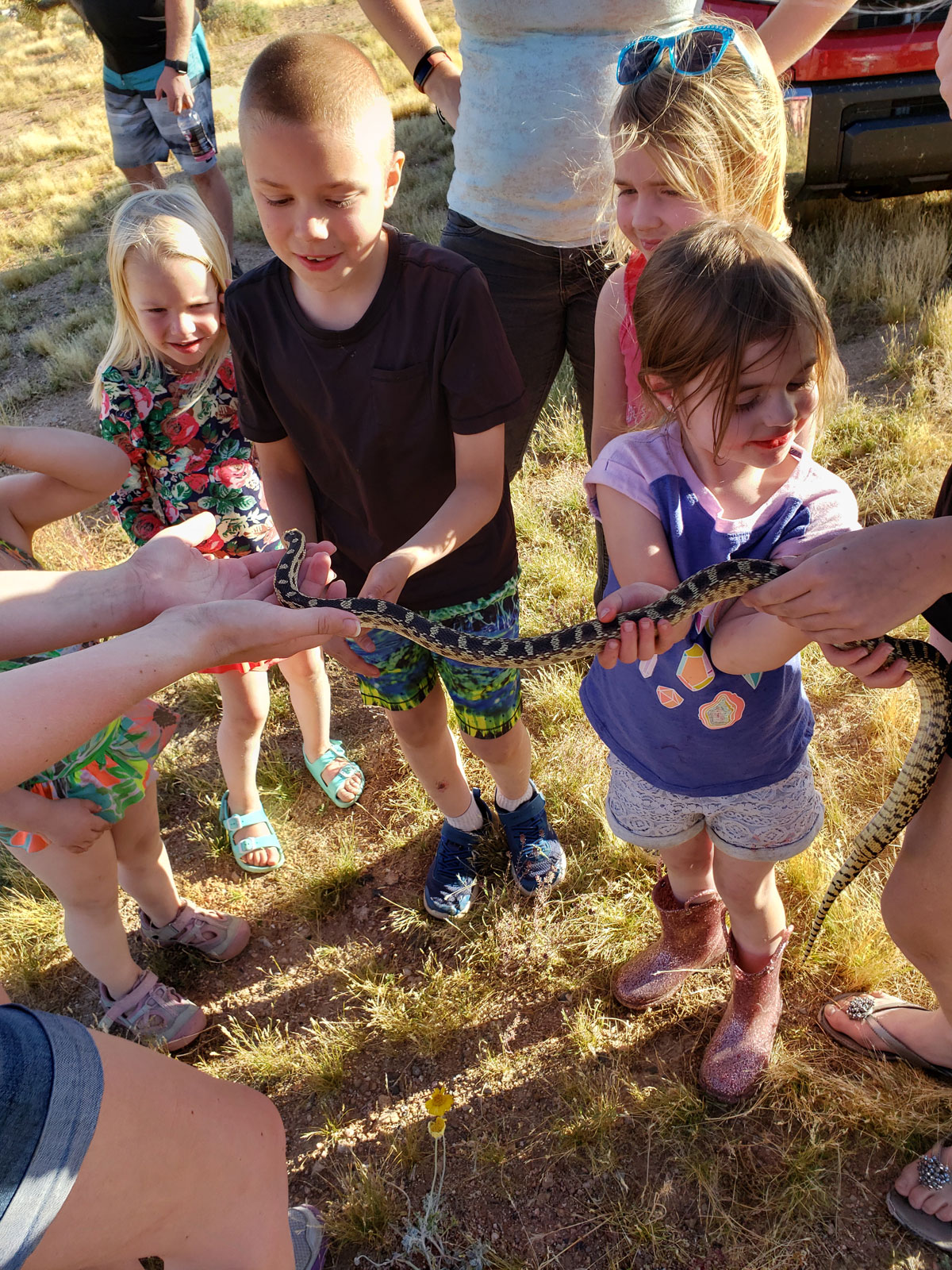 mojave snake