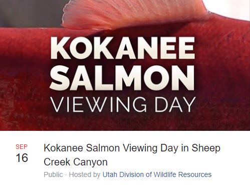 kokanee salmon viewing