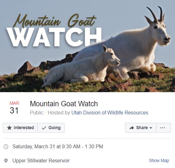 mountain goat watch