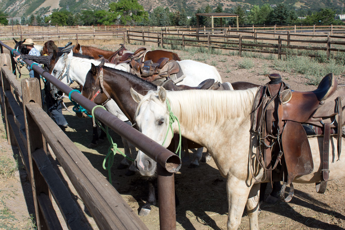 Western Trail Rides horse