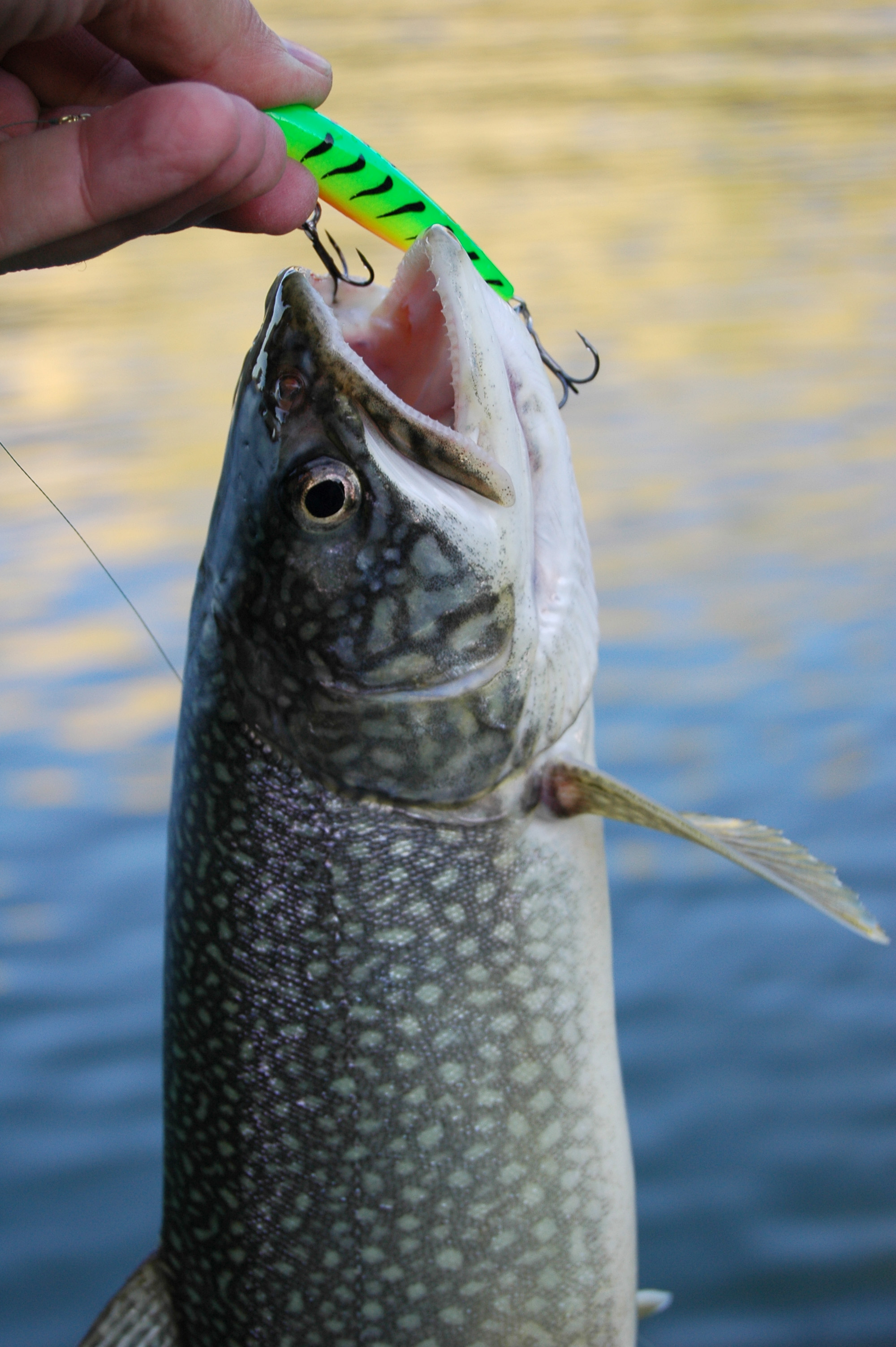 lake trout flaming gorge