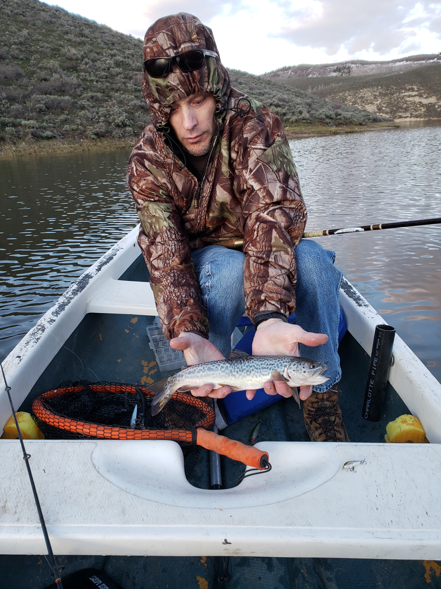 currant creek tiger trout