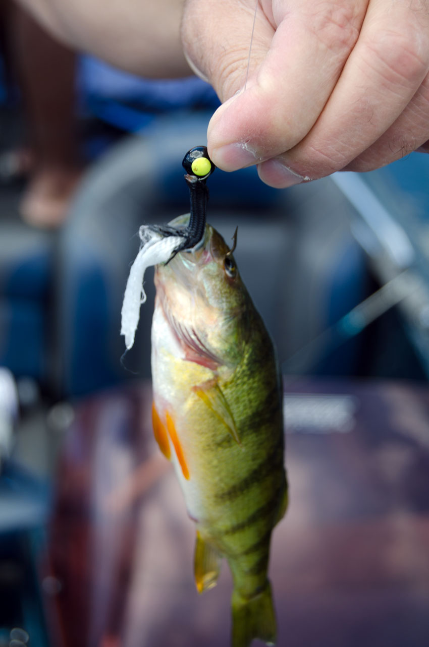 fish lake perch