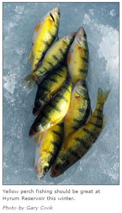 dwr ice fishing