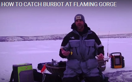 flaming gorge burbot