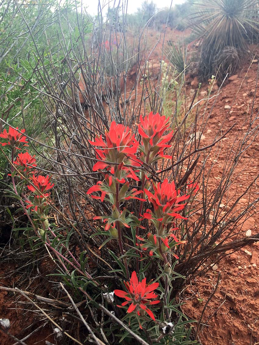 snow canyon wildflowers