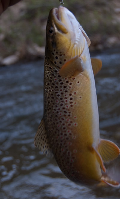 sixth water fishing utah