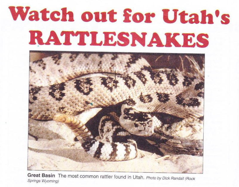 rattle snakes 1