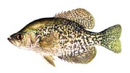 Crappie.jpg (10513 bytes)