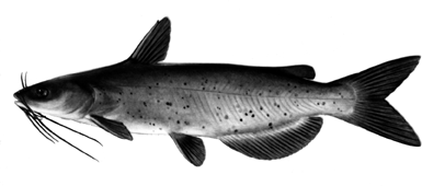 catfish.gif (29431 bytes)