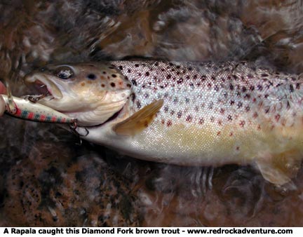 Fishing Rapalas for brown trout on Diamond Fork 