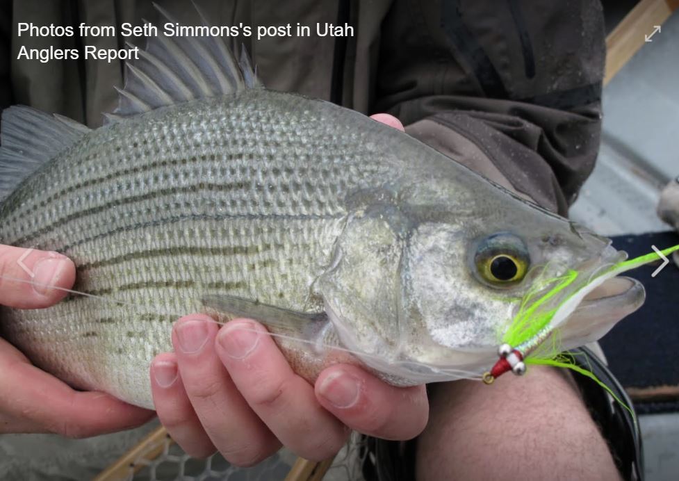 Utah Lake - White Bass Spawn Brings Fast Fishing 
