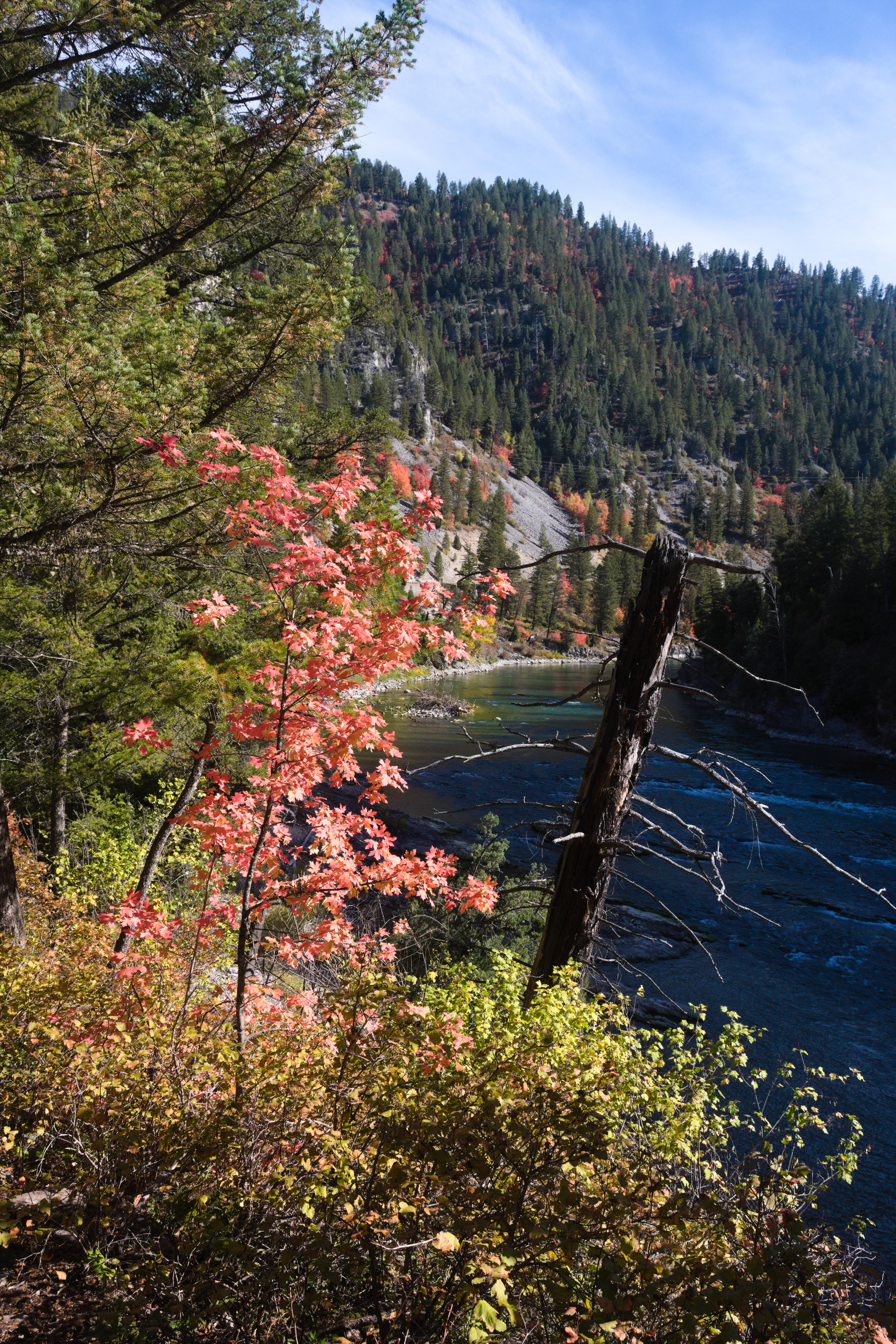 dead-tree-along-river.jpg