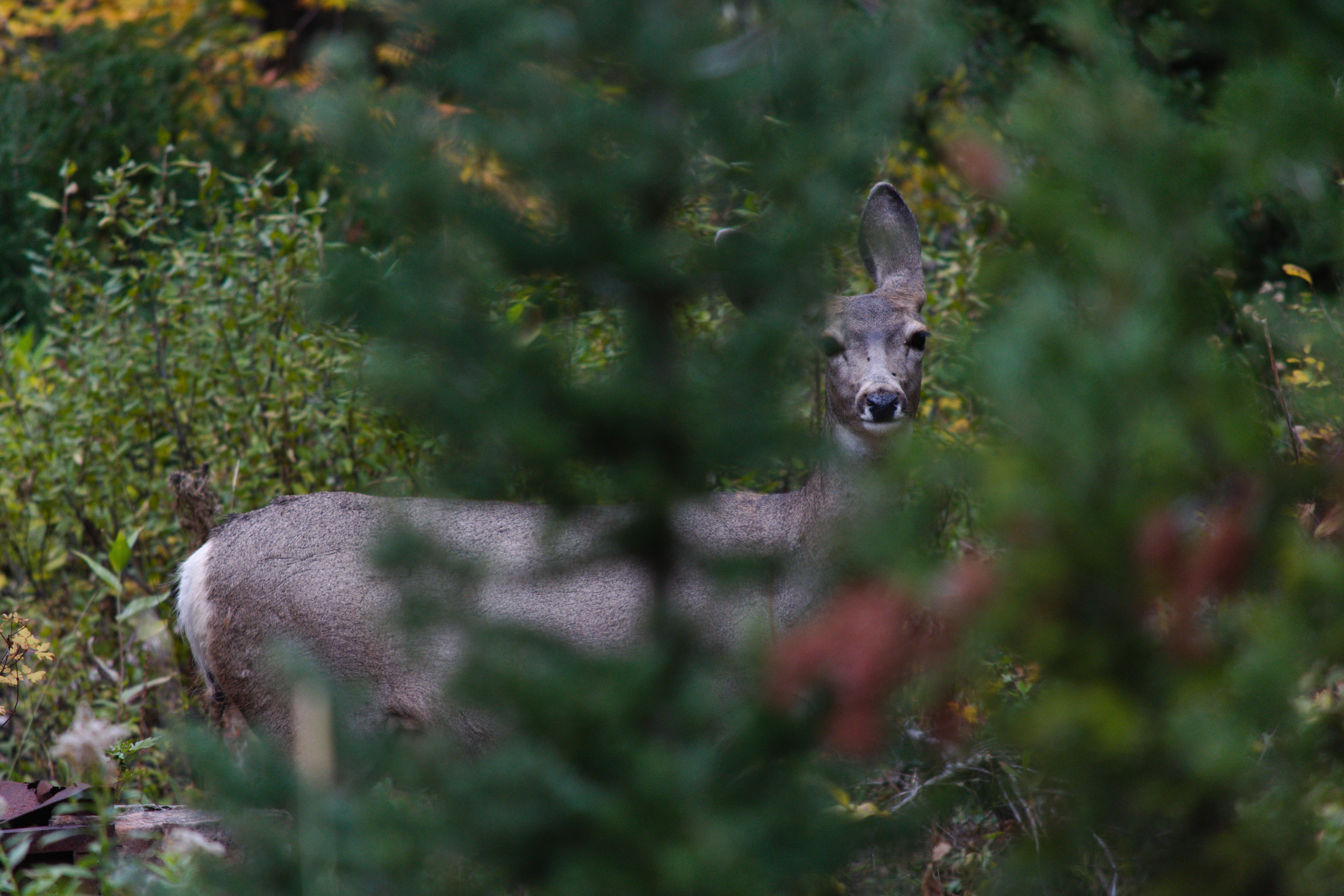 doe-in-trees-opt.jpg