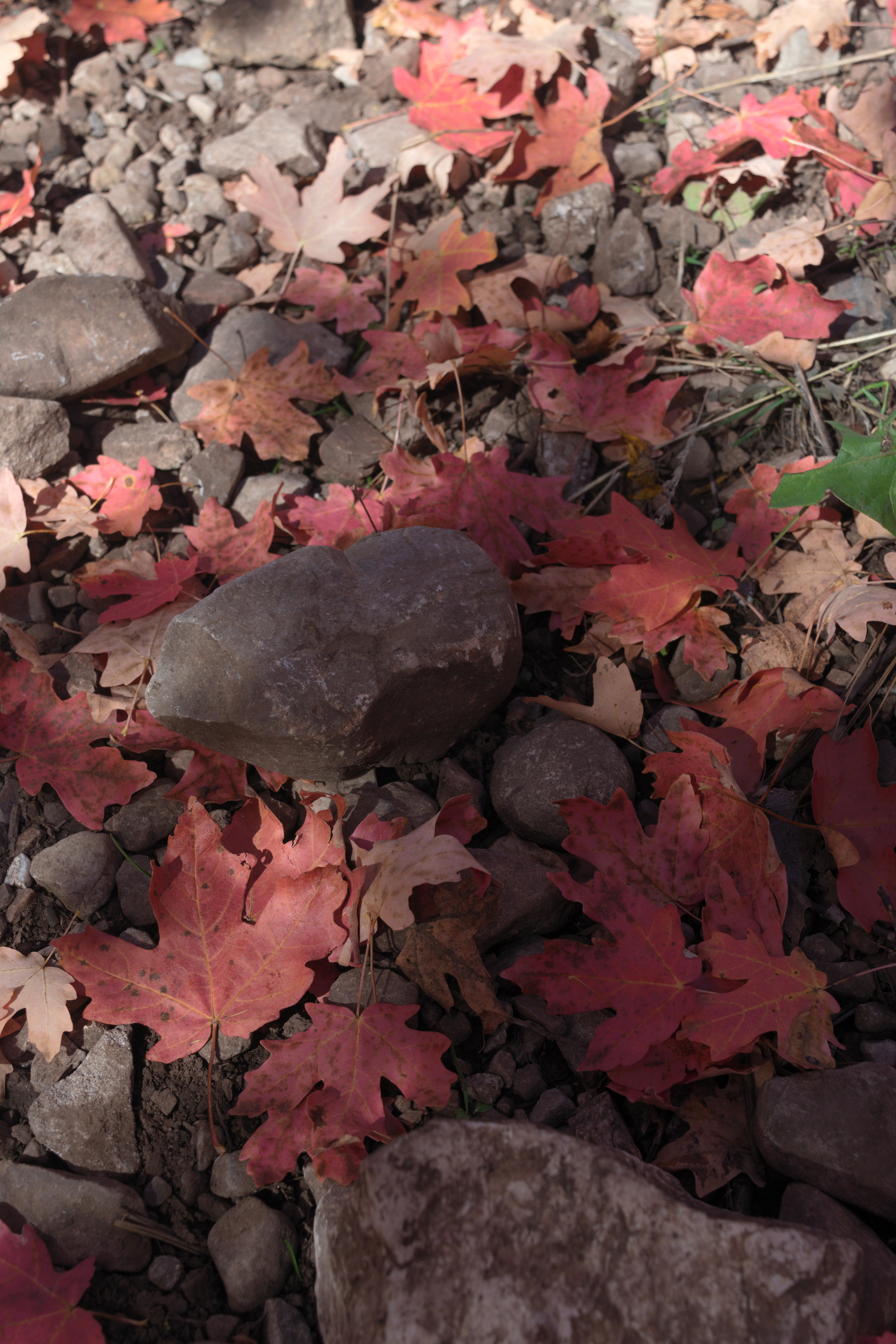 leaves-on-trail.jpg