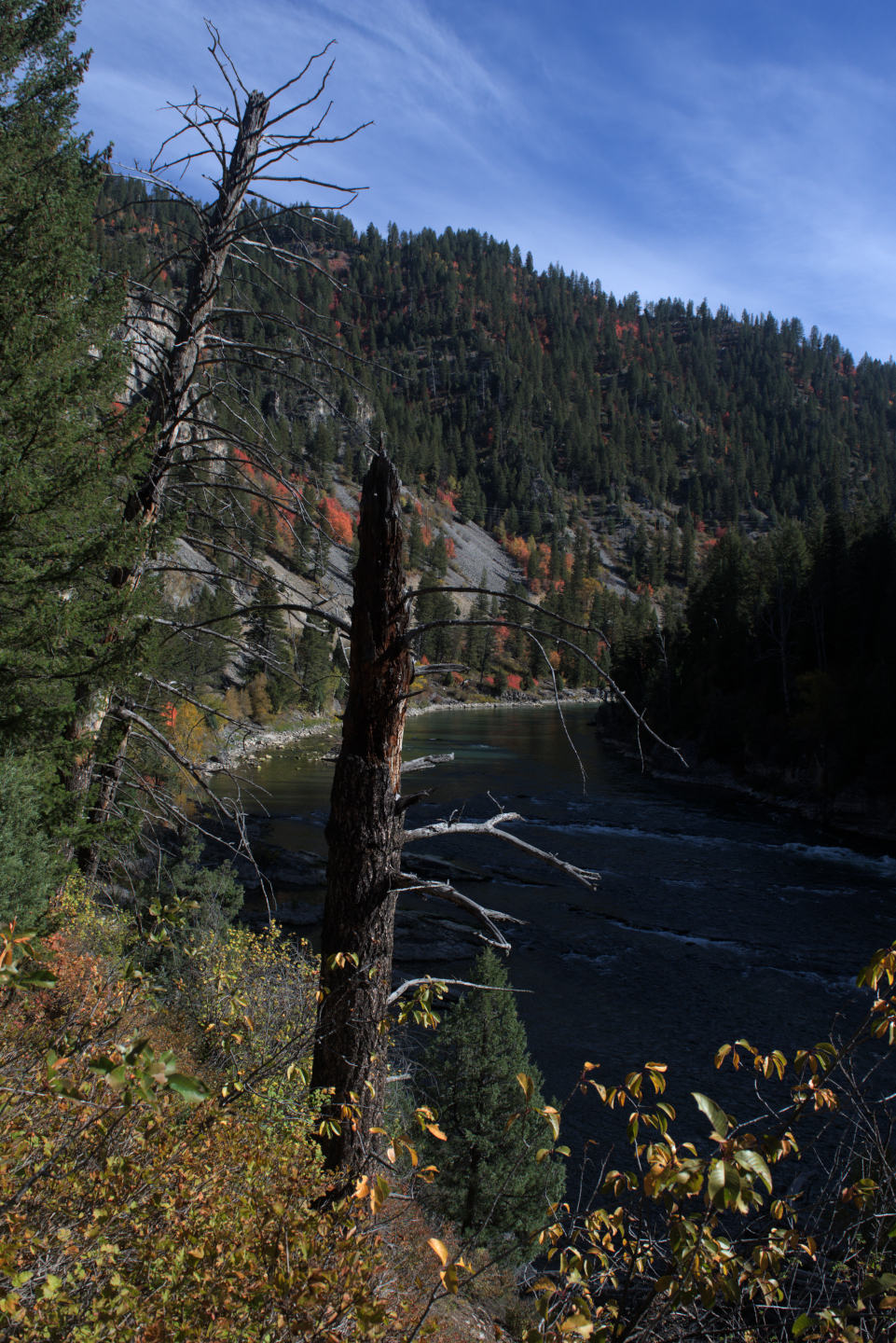 snake-river-tree-vertical.jpg