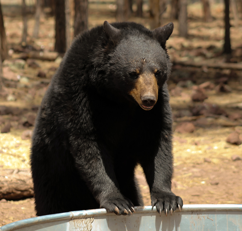 black bear at bearizona