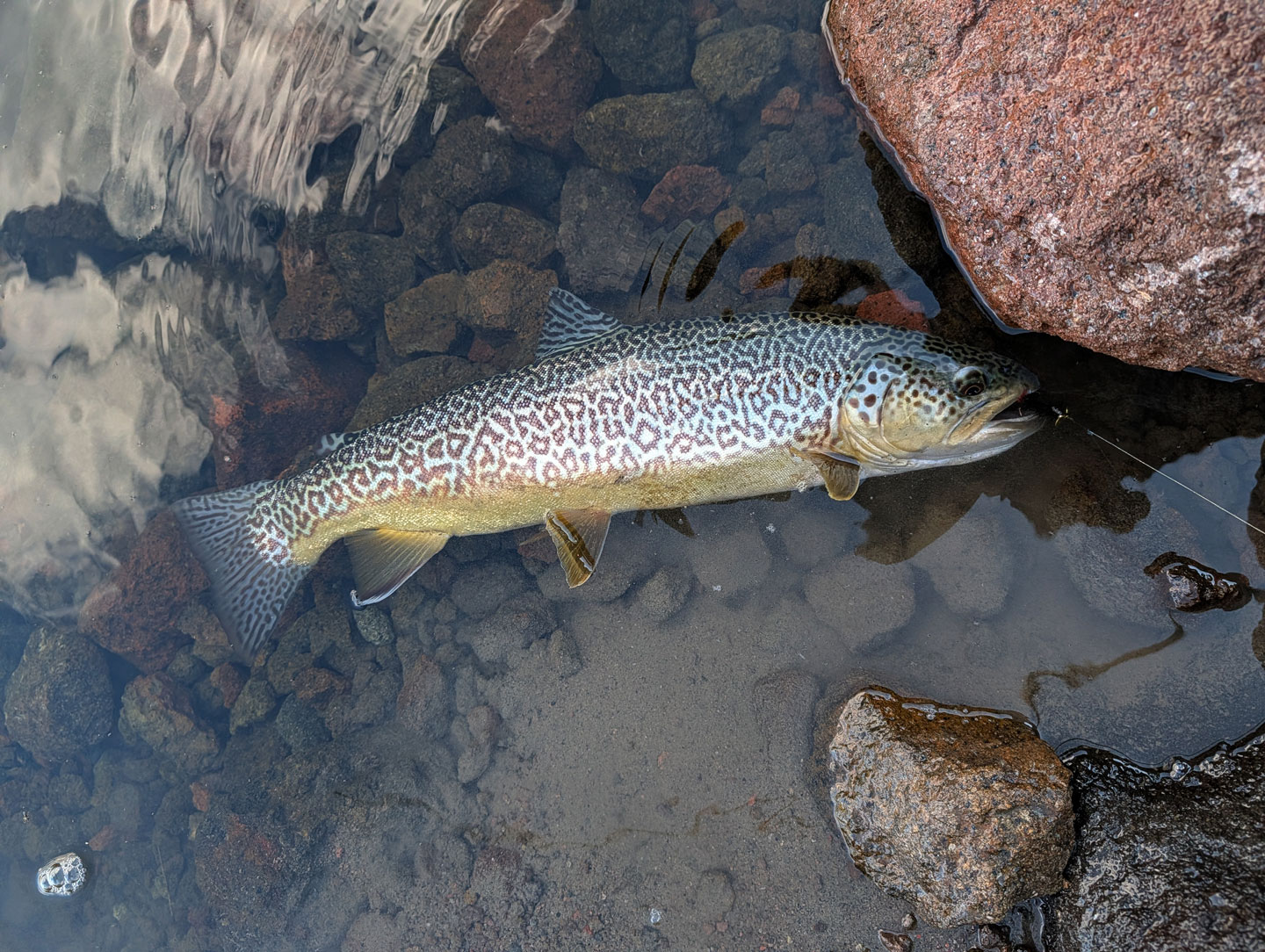 big-tiger-trout-boulders-h.jpg