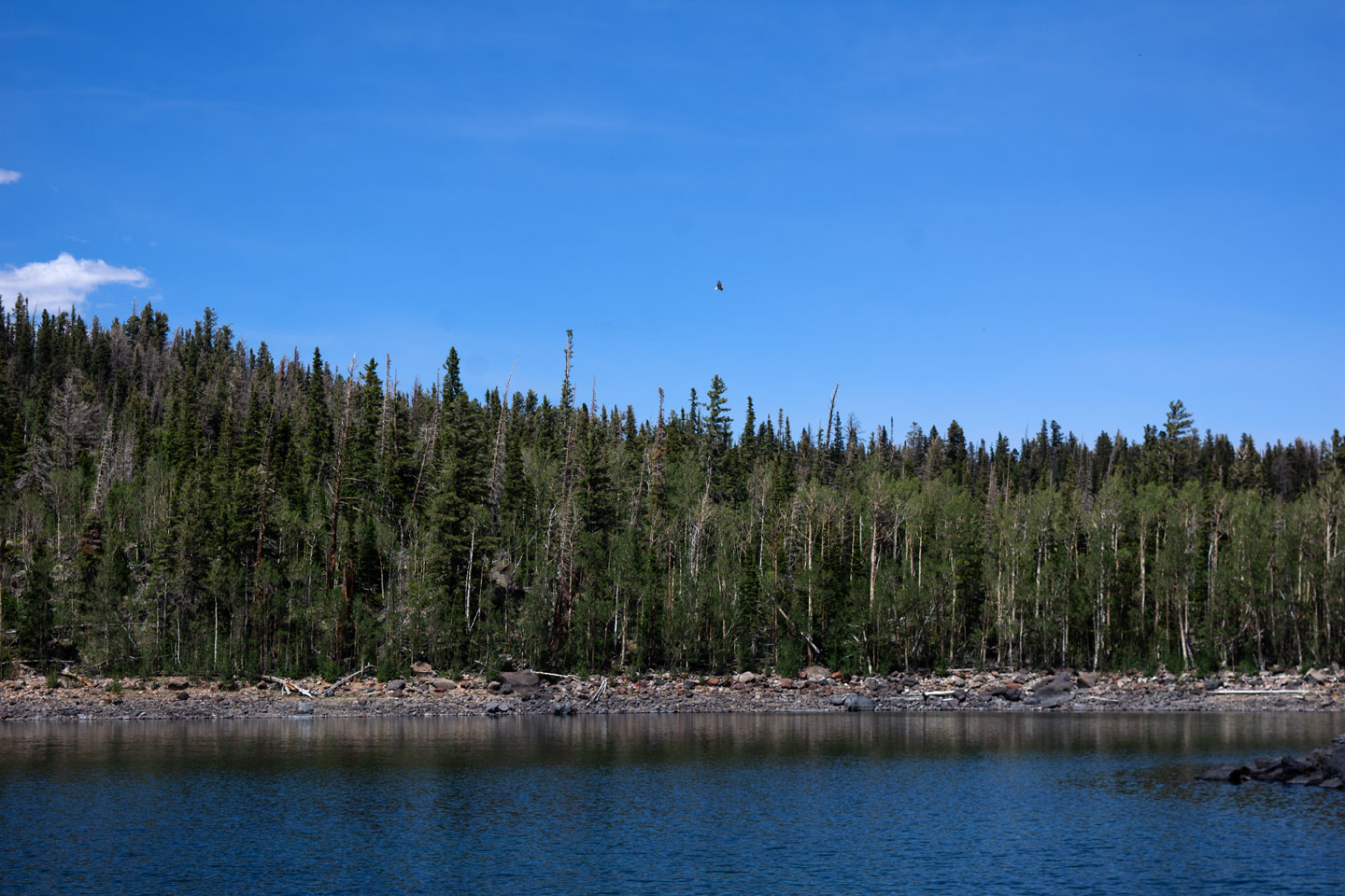 fish-creek-w-eagle.jpg