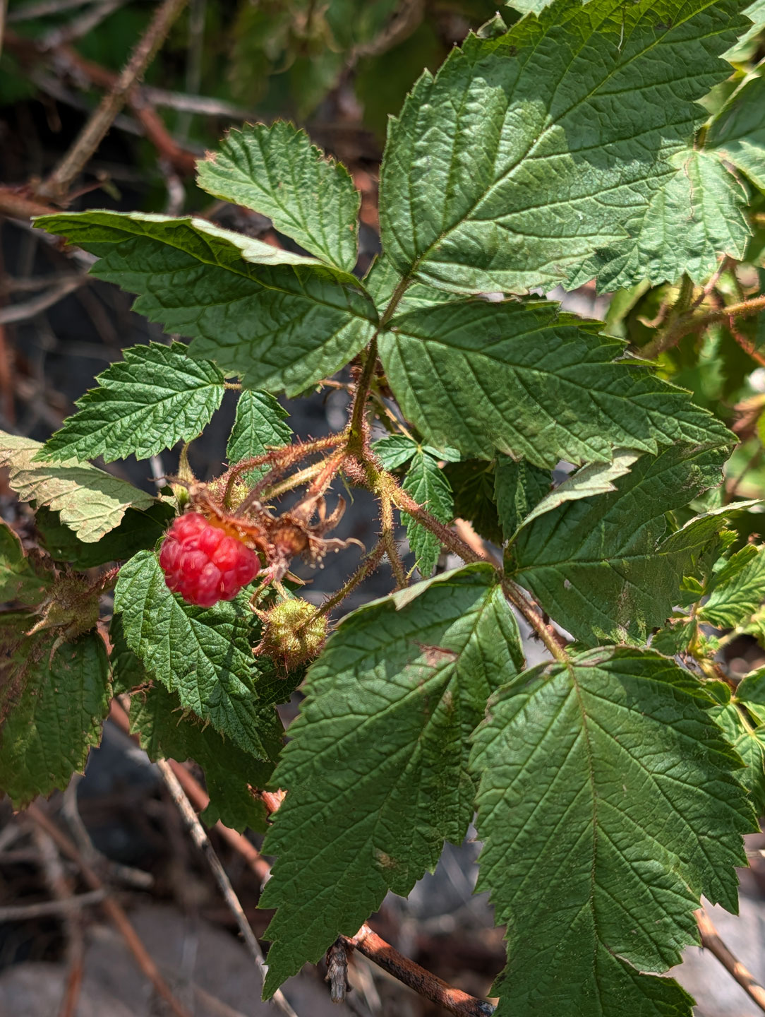 wild-resberry-boulders.jpg