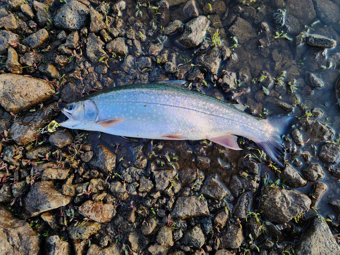 brook trout boulders