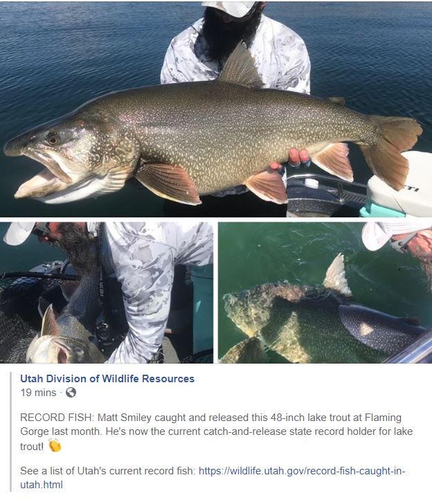 Utah DWR: Please keep the smaller lake trout caught at Flaming Gorge