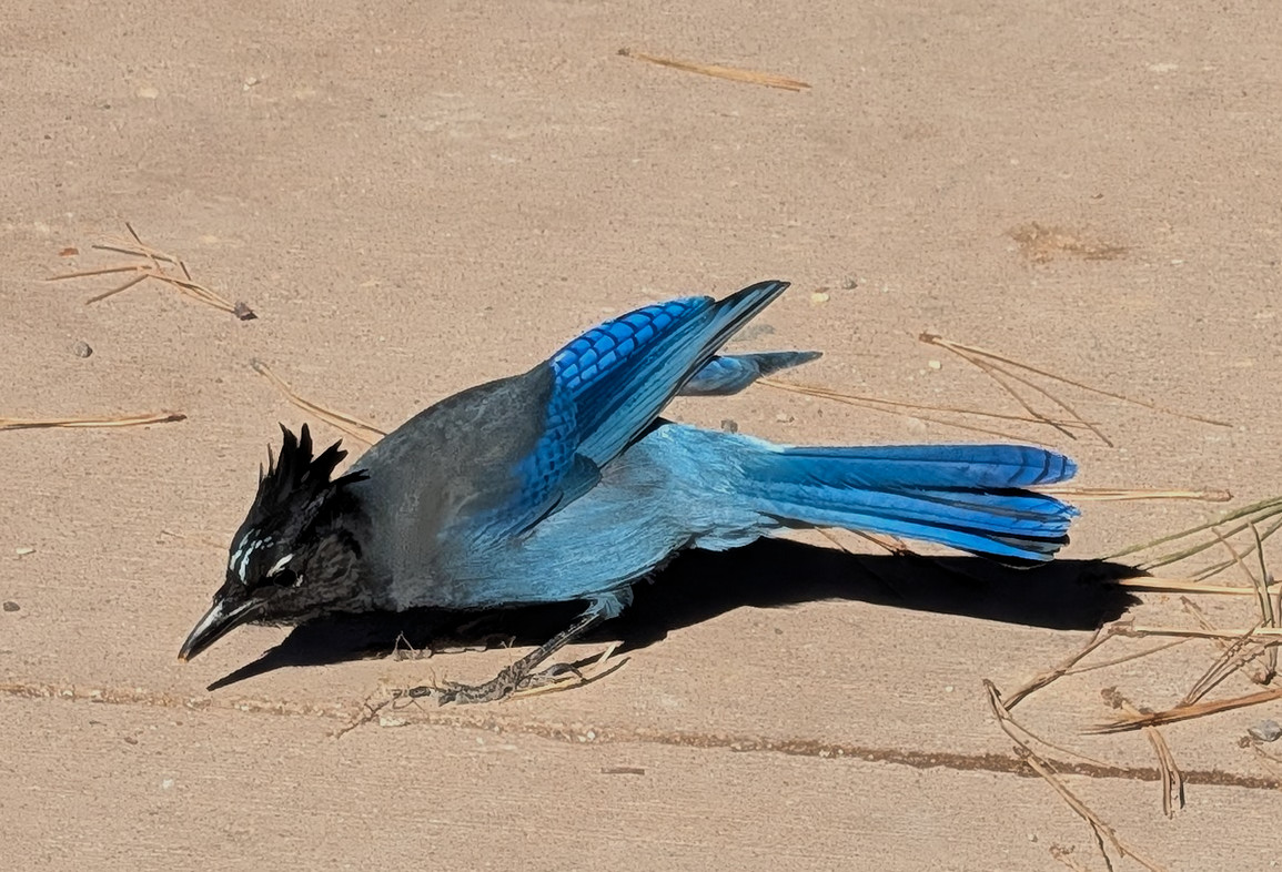 blue-jay.jpg