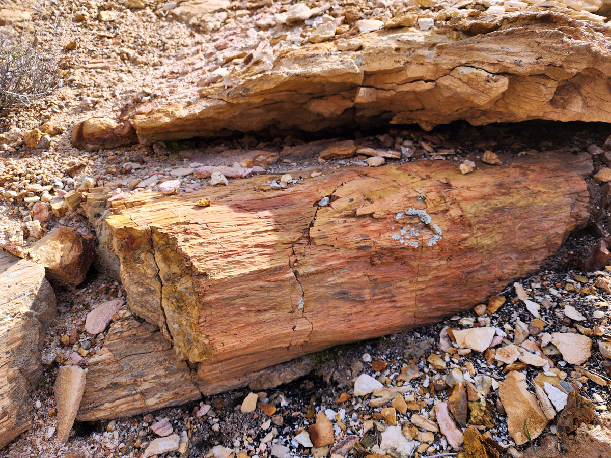 petrified logs in SW Utah
