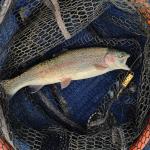 Echo Reservoir Fun Spring Fishing