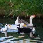Wildlife Photography - Water Birds In Springville, UT