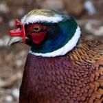 Pheasant - Beautiful - In My Back Yard